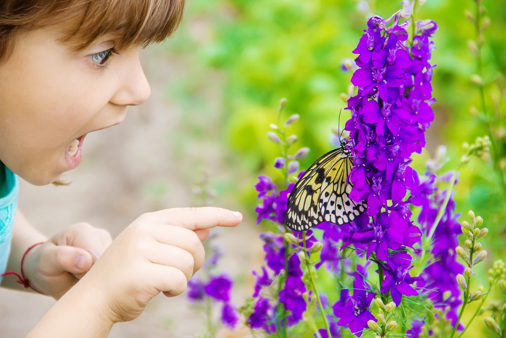 child looking at butterfly on purple flowers during Spring Break in Overland Park, KS